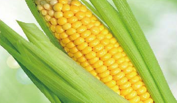 陶瓷膜應(yīng)用：生物、醫(yī)藥行業(yè)